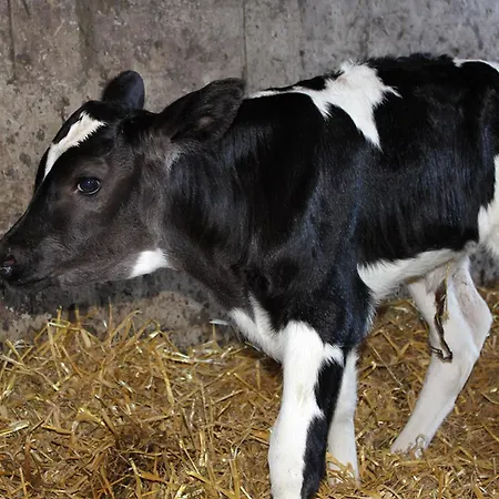 Hof Reckermann I 公寓