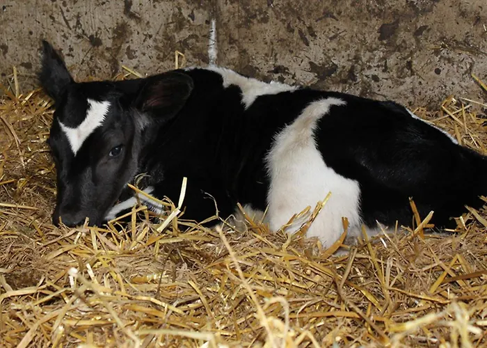 Hof Reckermann I Linden (Uelzen)