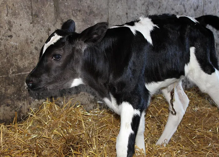 Hof Reckermann I Appartamento